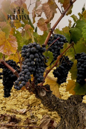 Vino, Viña y Terruño